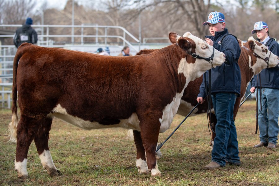 Nora V042 with Max White — National Hereford Youth Show Canberra 2025
