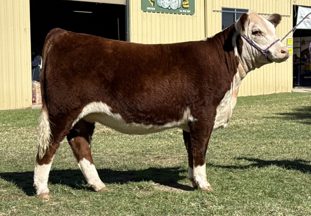 Llandillo Silky V057, Grand Champion Female Canberra Royal 2026